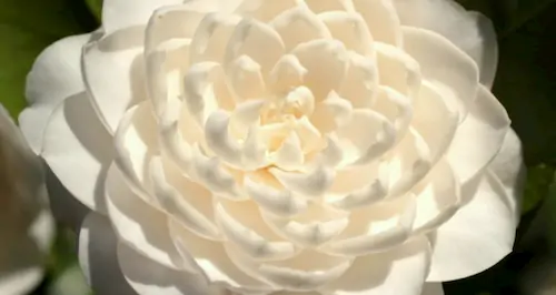 camelia
